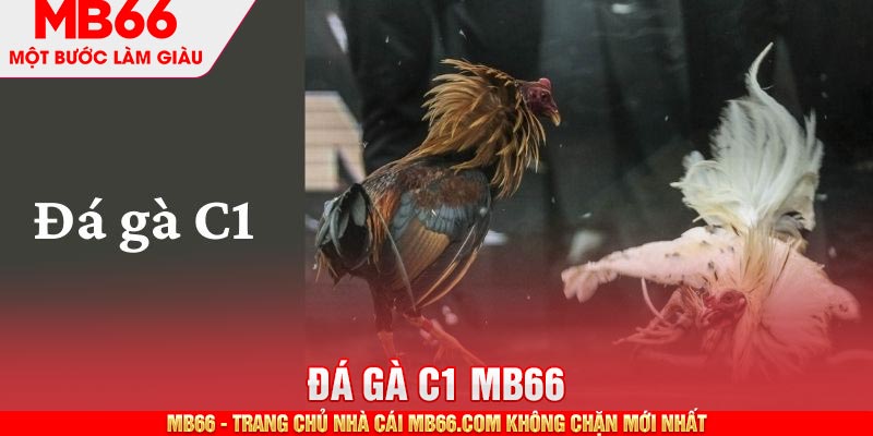 Đá Gà C1 - Sự Kiện Được Mong Chờ Nhất Trong Năm 2026 - mb66club.com Link Nhà Cái Mb66.COM Chính Thức An Toàn - qaro.one