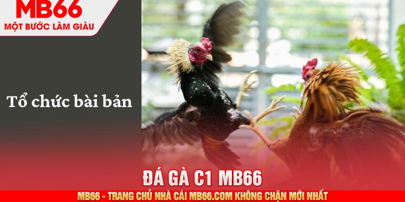 Đá Gà C1 - Sự Kiện Được Mong Chờ Nhất Trong Năm 2026 - mb66club.com Link Nhà Cái Mb66.COM Chính Thức An Toàn - qaro.one