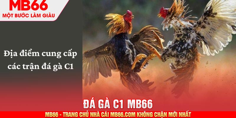 Đá Gà C1 - Sự Kiện Được Mong Chờ Nhất Trong Năm 2026 - mb66club.com Link Nhà Cái Mb66.COM Chính Thức An Toàn - qaro.one