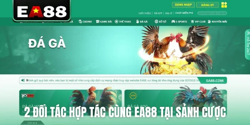 Đá gà EA88 - Sảnh Cược Trực Tiếp Đỉnh Cao Dành Cho Kê Thủ - qaro.one
