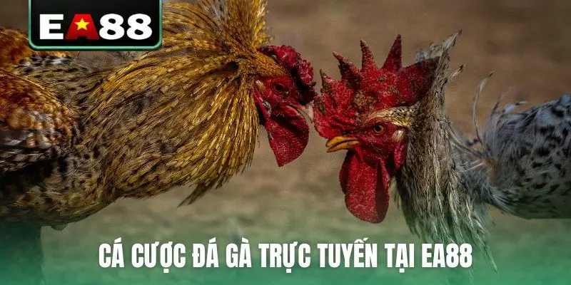 Đá Gà Trực Tuyến EA88 Kịch Tính Và Hấp Dẫn Mỗi Ngày - qaro.one