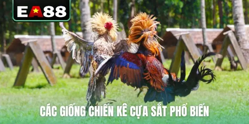 Đá Gà Cựa Sắt Trực Tiếp - Cập Nhật Lịch Thi Đấu Mới Nhất - qaro.one