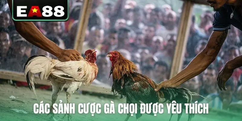 Đá Gà Trực Tuyến EA88 Kịch Tính Và Hấp Dẫn Mỗi Ngày - qaro.one