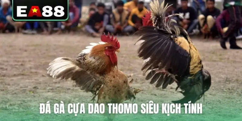 Đá Gà Thomo Trực Tiếp Video Sắc Nét Bên Cam Tại EA88 - qaro.one