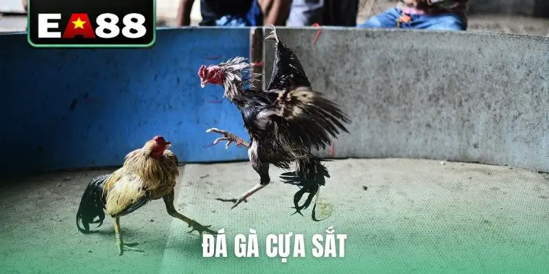 Đá gà EA88 - Sảnh Cược Trực Tiếp Đỉnh Cao Dành Cho Kê Thủ - qaro.one