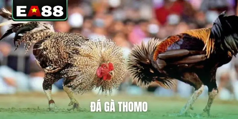 Đá gà EA88 - Sảnh Cược Trực Tiếp Đỉnh Cao Dành Cho Kê Thủ - qaro.one