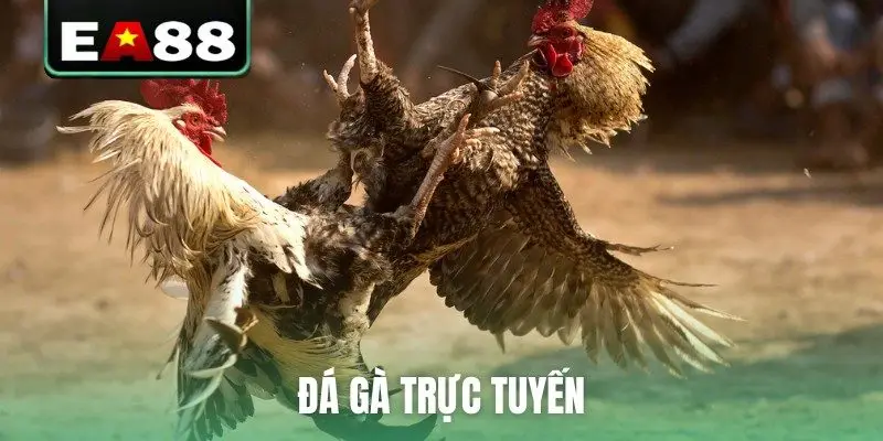 Đá gà EA88 - Sảnh Cược Trực Tiếp Đỉnh Cao Dành Cho Kê Thủ - qaro.one