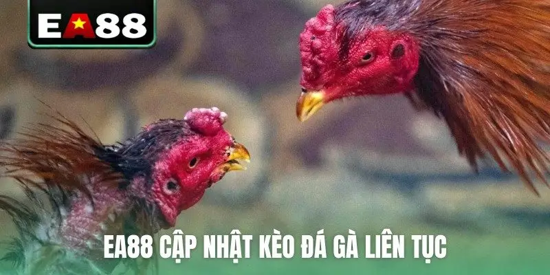 Đá Gà Trực Tuyến EA88 Kịch Tính Và Hấp Dẫn Mỗi Ngày - qaro.one