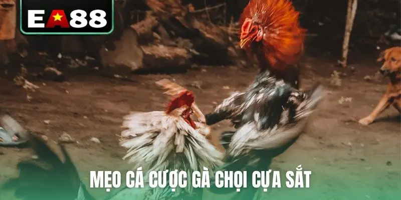 Đá Gà Cựa Sắt Trực Tiếp - Cập Nhật Lịch Thi Đấu Mới Nhất - qaro.one