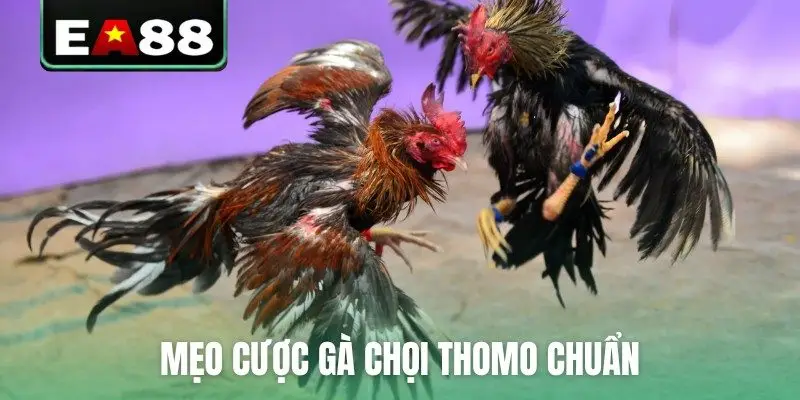 Đá Gà Thomo Trực Tiếp Video Sắc Nét Bên Cam Tại EA88 - qaro.one