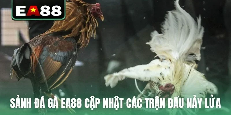 Đá gà EA88 - Sảnh Cược Trực Tiếp Đỉnh Cao Dành Cho Kê Thủ - qaro.one