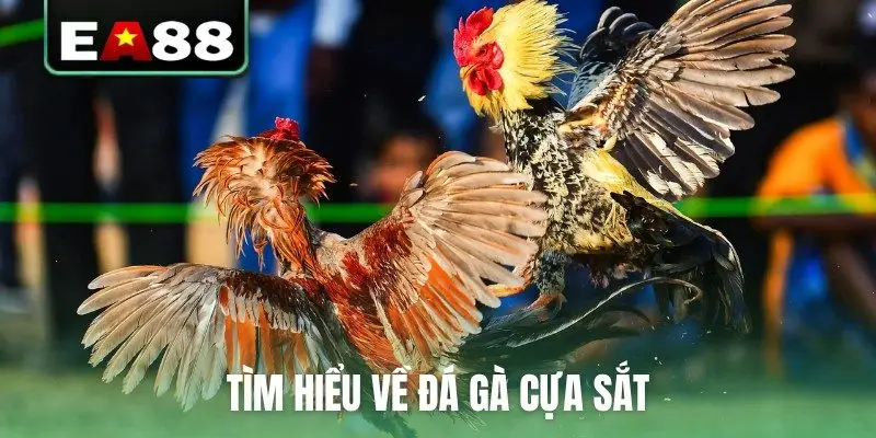 Đá Gà Cựa Sắt Trực Tiếp - Cập Nhật Lịch Thi Đấu Mới Nhất - qaro.one