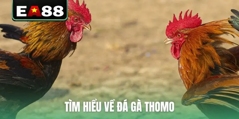 Đá Gà Thomo Trực Tiếp Video Sắc Nét Bên Cam Tại EA88 - qaro.one